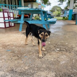 Bagel/Affenpinscher/Male/Young Adopt a dog:Bagel/Affenpinscher/Male/Young,