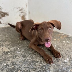 Choco/Affenpinscher/Female/Baby Adopt a dog:Choco/Affenpinscher/Female/Baby,