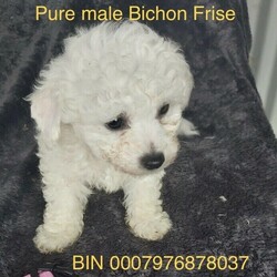 Adopt a dog:Pure Bichon Frise puppy male/Bichon Frise//Younger Than Six Months,Will be ready to leave in a few days just a stunning little boy with the cutest personality. Hypoallergenic non-shedding with that lovely wool coat. Great with children. Vaccinated microchipped wormed and flea treatedHealth guarantee with himCash or card acceptedBIN0007976878037Member of Dogs Qld
