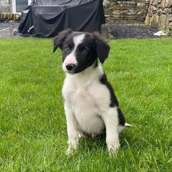 Adopt a dog:stunning ISDS registered border collie puppy/Border Collie/Male/10 weeks,ALL GIRLS NOW SOLD, ONE BOY LEFT.  
We have a stunning litter of ISDS registered border collie puppies for sale - 4 girls and 3 boys. 
Puppies are 9 weeks old, are vet checked with no issues, microchipped, and first vaccinations given. Puppies are wormed and flead up to date. 
Puppies can be seen with both parents, both have excellent temparements - Mum is our lovely Begw, an affectionate ISDS registered border collie who is excellent with children. Dad is our working sheepdog Mirk, also ISDS registered, he is loyal and loving. Mirk is Laboklin health tested and is clear on all 8 tests, and has also scored as “excellent” on the hip test. 
Puppies have lovely temparements, they are well handled and have been raised around young children and are used to other dogs.
Puppies are ready to leave now. 
For any more pictures or information please send a message or call or text the number provided.