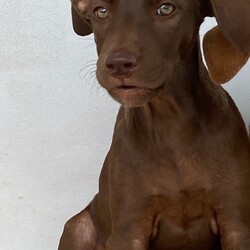 Choco/Affenpinscher/Female/Baby Adopt a dog:Choco/Affenpinscher/Female/Baby,