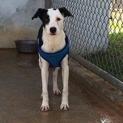 Pepper/Labrador Retriever/Female/Adult Adopt a dog:Pepper/Labrador Retriever/Female/Adult,