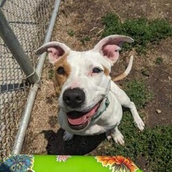 Ginger/Terrier/Female/Adult Adopt a dog:Ginger/Terrier/Female/Adult,