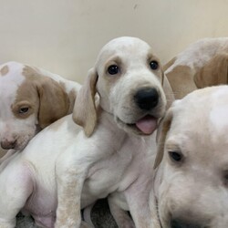 Adopt a dog:Bracco Italiano English pointer puppies licensed breeder/Bracco Italiano x English pointer/Mixed Litter/8 weeks,**Please call as messages do not always come **

Here we are looking for 5* homes for our beautiful bracco Italiano x English Pointer puppies. From our beautiful girl. Mum is a Kc registered, lovely natured, velvet coated bracco. She has a fantastic temperament and loves everyone and also great with other dogs. She loves a fuss and we anticipate pups to grow up and be just as good as her. 
Mum has had her hips and elbows x rayed and are great. (Pictures in photos) 

The dad is a Kc registered English pointer stud dog, who again has a fantastic nature and personality. 

Pups are being brought up around children and other dogs in our family home and will be very well socialised. They get the best of the best care. 
No expense or time is spared raising our puppies and their mums. They are handled from day one by the children and all of our feedback is always fantastic and pups always go to new homes confident and happy. 
Pups will be fully vet checked and do not leave unless they are 100% healthy and cleared by our vet. 

??Girls and ??boys available
Ready to leave Friday 16th July at 8 weeks old. 

Puppies will Come with,

??1st vaccination
??all relevant paperwork
??microchipped 
??flea and wormed upto date
??fully vet checked with certificate 
??changeover food
??scented blanket
??puppy pack
??puppy contract
??lifetime of advice and support 
??extremely well socialised puppy
??

We are licenced breeders that have taken a lot of thought and time into making sure we have bred great puppies ready for new families. We offer all our support and advice and build a good relationship with our new puppy families. 

Pups have their own play room and socialise with children in our family home where they become familiar with all household noises, aswell as learn new surroundings in the garden when at the right age as we feel this gets them ready for their new adventure with their new family. 

£300 non refundable deposit secures your puppy.
