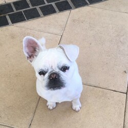 1 year old Frug/Other//Older Than Six Months,Sad to be selling this beautiful girl. We are only selling due to moving house. Roxie is a cross French Bulldog and Pug. Perfect with kids.