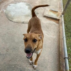 Russet (Molly Mae)/Affenpinscher/Female/Adult Adopt a dog:Russet (Molly Mae)/Affenpinscher/Female/Adult,