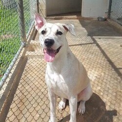 Kika/Pit Bull Terrier/Female/Adult Adopt a dog:Kika/Pit Bull Terrier/Female/Adult,