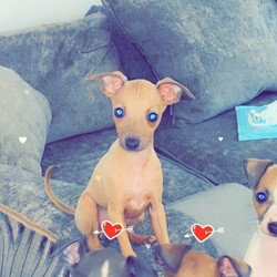 Adopt a dog:10 week old micro chipped italian greyhound/Italian greyhound//10 weeks,Hi we have a letter of italian greyhound puppys for sales they is one fawn bitch left and two dog puppy left one fawn and white and one blue fawn left the puppy will come vet check and worm and flea updates and are kc