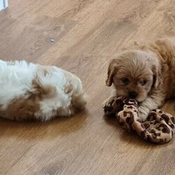 Adopt a dog:Gorgeous Toy Cavoodle Puppies/Cavalier King Charles Spaniel//Younger Than Six Months,Pups ready to go to new homes today ☺️Big Red boy - $5500Midnight Black girl - $5000 - very cuddly!!Small Red boy - $6000Blenheim Girl - $6500 - **SOLDSmall red Girl - $6500 - **SOLDThese puppies have been nurtured and nursed since day one. They are extremely well socialised. All have amazing individual personalities.These are definitely the best standard of pup we have bred in 30yrs.Parents are much loved family pets, that are healthy and happy.Vaccinated, microchipped, wormed and vet checked.RPBA 6527Supply number BIN0009697898501