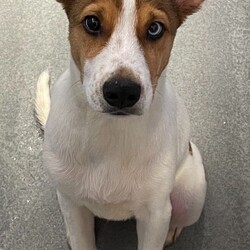 Manaus/Australian Cattle Dog / Blue Heeler/Male/Baby Adopt a dog:Manaus/Australian Cattle Dog / Blue Heeler/Male/Baby,