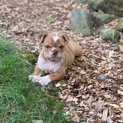 Paris/Female /Female /English Bulldog Puppy,Say hello to Paris, a beautiful English Bulldog puppy ready to win your heart! This chunky pup is vet checked and up to date on shots and wormer. Paris can be registered with the AKC and comes with a 90 day health guarantee provided by the breeder. To find out more about this family raised and kid friendly pup, please contact Erik today!