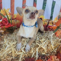 Adopt a dog:Ian/Chihuahua/Male/Young,Hi! My name is Ian and I am a 5 lb chi/rat terrier mix full of love and kisses!!! I am a sweet loyal little boy, looking for a sweet loyal companion or family!!! I am the product of a divorce. My brothers and I got dumped when our parents split up.. I don't ever want to experience this nightmare ever again. I am so thankful for my wonderful foster family but am ready to start making new memories with my new special fur EVER and EVER!!!! If you are ready to commit to a sweet boy who will love you unconditionally.....lets talk!!! Text for application 408-849-1080

