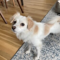 Adopt a dog:Chase/Papillon/Male/Adult,Chase is a 5-year-old, 13lb papillion mix! He is medium energy, housebroken, neutered, had a recent dental cleaning, is crate trained, and usually is quiet. He is an affectionate, smiling, and happy-go-lucky little guy. Adopters with some dog experience preferred (more on that below) (or newbies willing to 100% follow instructions from our preferred trainer) - must be located in the NYC area.

Chase has a history of fearful behavior with strangers. However, he does not display this behavior with people he trusts and has never nipped his foster. In new situations and with visitors, Chase will do best when his choices are limited and his owner manages him using a leash or crating him when friends visit. As a southern boy, he is still getting used to the sights and sounds of the big city!

Chase needs to be muzzled at the vet, but accepts grooming and baths without muzzling or incident. Chase will thrive in a stable, structured adult-only household with consistent daily routines. The payoff is worth it: kisses all day long! As you can see in his video, he enjoys short games of fetch. Chase's other favorite activity is having his silky coat brushed every night. No children, cats or other dogs at home, please. 

Vaccinated for rabies, DA2PPv, and bordetella. Neutered, heartworm negative, and microchipped. Recent dental cleaning. Flea, tick, and heartworm prevention due 10/20.

Please contact us DIRECTLY using the instructions below if you are interested in adopting one of our Waggytails! Visit our website (www.waggytailrescue.org) for an adoption application. It is important to fill out an application as soon as possible for consideration, and we require a complete application for you to meet an animal. 

Adoptions: adopt@waggytailrescue.org

Waggytail Rescue CANNOT guarantee the exact age of any adoptable dog, or final size of any of our adoptable puppies. We rely on the information provided to us by veterinarians, shelters, owner surrenders and other circumstances bringing the dog into our rescue.