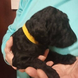 Adopt a dog:Purebred Standard Poodle Puppies/Poodle (Standard)//Younger Than Six Months,We are pleased to make available ten adorable pure-bred Standard Poodle Puppies – We have 4 black males ($5000 each), 1 black female ($5500), and 5 apricot females ($5900 each). They have been cared for right from day one in a clean family environment and socialised to make very friendly family pets.All puppies will come vet checked, vaccinated, wormed and micro-chipped.Both parents have been DNA tested and are clear of all genetic diseases.We are registered breeders with NCPI 9003140 and as such adhere to their code of ethics and are seeking that the puppies go to homes that have the capacity to care for them long term.Both parents weigh about 25kg. Mum is a black standard and the dad is a red standard. They are beautifully natured and have lovely and playful temperaments. Standard poodles are quick to learn, love attention, full of energy and great with children and adults alike.Puppies will be ready for new homes by mid-November.We can arrange transport throughout Australia at buyer’s expense. We are happy to provide pricing.To give an idea of what the pups will look like at about 8 weeks I have included some photos from a previous litter.We ask that you be aware of puppy scammers. We are genuine breeders; however, you may check by the following:1.	The best way is to visit and view the puppies if possible.2.	Check on the National Companion Pets Institute (NPCI) website, click on “Breeder Search” and enter 9003140.3.	Contact owners who have puppies from a previous litter for a recommendation. Phone numbers can be provided.4.	Check with our vet to confirm pups are available.5.	You can make a WhatsApp video call to view the pups.Puppies come with all the info you need – we provide you with a puppy info pack and are happy to pass on our knowledge to you at any time.