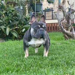 Adopt a dog:French Bulldog puppy/French Bulldog//Younger Than Six Months,