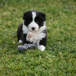 Pure Bred Long Haired Border Collie Puppies for Sale/Border Collie//Younger Than Six Months,