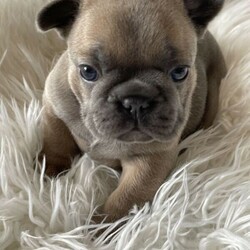 French Bulldog Puppies/French Bulldog//Younger Than Six Months,Date of Birth - 30th August 2021Available on - 25th October 2021PRESENTINGChardonnay - Fawn sable girlSauvignon - Blue fawn girlABOUT USWe are a small breeder focusing on quality dogs. With Hungarian blood linked, our dogs are of the highest quality with body true to type - short and compact. Both parents are DNA cleared ensuring a sound and healthy pup.All our puppies are raised in our home taking part in our daily life with children and other pets so are well socialised.Our puppies have begun their crate training and are house trained to puppy pads.MDBA registered breeder ID # 20173BIN # 008179752700WHERE TO FIND USTamborine Mountain, QLDFacebook: Limco French BulldogsPUPPIESYour new baby will come:VaccinatedWormedVet checkedMicrochippedPuppy packDNA tested - pendingNo matter how little money and how few possessions you own, having a Frenchie makes you rich.