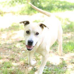 Adopt a dog:Pipster/Mixed Breed/Female/Adult,**A FENCED YARD IS REQUIRED**

PLEASE NOTE- Pipster is being cared for by Fayette County Animal Rescue in Rossville, TN

Adopters Costs 

Adoption Fee $95.00
Transport Fee $150.00
Health Certificate $25.00 


Pipster and her brother Kipster are a delightful pair! They are siblings and both are very sweet and very playful. They are good with children and other dogs, but can be a little food possessive when eating together. Because they are only a little over a year old, they have a lot of energy. She loves to play with toys, too. She is always happy so she will keep you smiling! She is very curious about climbing or jumping short fences, so she must go to a home with a very tall and secure fence. 

Pipster's date of birth is 9/11/2019 and she weighs about 33 pounds. 

All of our rescues are rehabilitated and once healthy are available for an adoption fee of $95 for cats and dogs. This fee includes:
 
• Extensive medical health check by a licensed veterinarian
• Up to date on all vaccinations. Puppies/kittens may require some additional booster shots which we will pay for if coordinated through us and our veterinarian
• Spayed/Neutered
• Microchipped
• 30 day pet health guarantee (*Must follow process provided at time of adoption.)
• 30 day money back guarantee
 
Our goal is to find loving homes for all our rescued animals. Because we care about our rescues and their future, some animals have certain new family requirements before they can be released to their new home. Requirements for adoption could include the following:
 
• Fenced yard (required for most dogs) and home inspection for all animals; we will complete an onsite fence/home check prior to completing the adoption. *Fenced yard required. (We do not accept invisible fences.)
• Veterinary reference for previous pet owners (must be/have been current on vaccinations and heartworm prevention)
• If no previous veterinary history, purchase of 6 month heartworm prevention
• If renting, verification with Landlord on acceptability of pets and any restrictions, pet deposit, etc.
• Meet and greet with current pets to ensure compatibility
 
Note: We will call your current/previous veterinarian to verify that you have a history of providing vaccinations and heartworm prevention for your animal(s). We do a physical home/fence inspection prior to completing the adoption if a fence is required. 
 
If you are interested in adopting one our dogs or cats, please complete our Online Adoption Application at http://www.fayettefcar.com/animals.