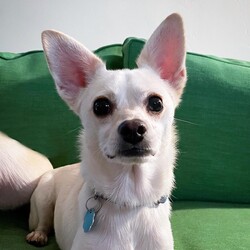 Adopt a dog:Lefty/Chihuahua/Male/Young,Lefty is such a perfect little dog.  He would make a great sidekick and loving companion.