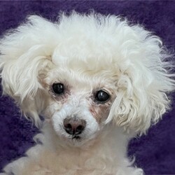 Adopt a dog:Noni Spumoni/Miniature Poodle/Female/Senior,“Ask not what your dog can do for you…”. Noni is not a dog that will bring you her favorite toy or wag her tail like crazy when you pet her, she is just not overly demonstrative as a rule BUT, when she cuddles up to you and sighs contentedly, or gives you a lick on the nose, your heart will swell with love for her. Noni landed in a shelter after she was abandoned in traffic at the age of 12 yrs, blind and hard of hearing, neglected and too weak to even stand. Noni hasn’t looked back since leaving the shelter. She eats like a little horse, is strong and walking again. She is in very good health overall, mobile (with some limitations) and alert. Noni is a sweet little lady who really loves to cuddle up to her people, she will sleep snuggled under your chin all night and enjoys napping in her bed with a friendly cat. She loves to have a good supervised snoop outdoors for her exercise (as well as regular visits outdoors for her pees and/or a poops). If she’s in wandering around mode indoors or you have to be away from the house for a few hours, just pop a diaper on in order to avoid accidents. She has great difficulty walking on slippery floors as her feet slide out from under her. Noni requires daily brushing – which she adores - and regular visits to a gentle groomer so that her coat does not become overgrown. She has daily eye medications, and arthritis medication as needed. Noni enjoys car rides and would be happy to accompany you everywhere and, at only 14 lbs that’s easy. If you would like to open your heart and home to a deserving and very special, sweet, senior lady, have a safe and level outdoor area (Noni can’t do stairs), and no-slip flooring or plenty of area rugs placed close together, look no further. Noni is very well suited to a home with cats but she tends to be very assertive with other dogs so they have to be extremely tolerant of her bossy antics in order to be a good fit. Gentle, mature older kids in the home would be fine. Her best fit adopters must have experience with senior dogs who require extra attention. Please note that we are currently set up to adopt within the Los Angeles county area.