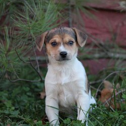 Tucker/Rat Terrier Mix/Male /7 Weeks,Here comes Tucker, a cute and lovable Rat Terrier Mix puppy! This fun pup is vet checked, up to date on shots and wormer, plus comes with a health guarantee provided by the breeder. Tucker is family raised with children and would make the best addition to anyone’s family. To find out more about this friendly pup, please contact Rudy today!