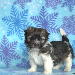 Frosty/Havanese/Female /7 Weeks,This adorable little Havanese puppy is sure to light up your life! Frosty can be registered with the AKC and the breeder provides a 3 month genetic health guarantee for her as well. She has been checked by a vet and is up to date on her shots and dewormer. Frost has a kissable face, bubbly personality and friendly spirit! Don’t let this fun pup get away! Please give the breeder a call today!