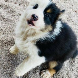 Australian Shepherd Female Black Tri Puppy Milkshake/Australian Shepherd Dog//Younger Than Six Months,“Milkshake” Female Black Tri Mismarked full tail (Usually marked) (Available)“Cookies And Cream Litter“Born 20/10/2021 – Pick up at 8 weeks 16/12/2021Or transport to Depo Perth on the 16/12/2021 for flights over east.Dam -Zenderland Fleur “AKA Fanta Red Tri NBT - DNA clear - Hips and Elbow Score 5Sire -Zenderland Blueberry “AKA” Blue – Blue Merle with Full tail – DNA Clear – Hip and Elbow Score 2“Milkshake” Female Black Tri Mismarked full tail (Usually marked) (Available)We strive to breed excellent temperaments, Great bone, substance, wonderful movement, and stunning heads. From fully tested parents.Puppies are well socialized, raised in our home on our farm with livestock, Miniature horses, Goats, and other dogs. They are wormed, microchipped, vaccinated, puppy pack, All Companion pet pups will be on the Limited Register. Dog West WA (Which means not for breeding or showing). But can compete in all other discipline’s obedience, herding etcTo apply for a puppy FIRST need email for a questionnaire and Details at pix******@******com thankyou REVEAL_DETAILS WE ARE IN THE Margaret River AREA Western AustraliaDogswest Membership Number 6100036049