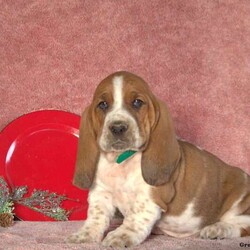 Harvey/Basset Hound/Male /6 Weeks,Meet Harvey, a charming Basset Hound puppy who is sure to make the perfect addition to any family! This friendly little pup is vet checked, up to date on shots and dewormer, plus comes with a 30 day health guarantee provided by the breeder. Harvey is well socialized and can be registered with the ACA. If you would like to open up your heart and home to this cutie, contact the breeder today!