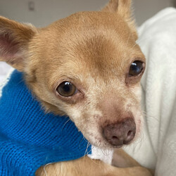 Adopt a dog:Rawley/Chihuahua/Male/Adult,Rawley was found wandering the streets in Central California, a very sweet, shy and gentle little boy alone in the big big world.  He is acclimating to life being loved and takes a little bit of time warming up, but as soon as he feels he is in safe hands he is fine.  He may be cautious with strangers, but small quiet steps toward affection and closeness will win his heart.  He is 8 yrs, has no health issues, and would really enjoy a quiet home with his favorite person, with a warm friendly lap or couch where he can just be next to them and be quite content.  He will be a little timid on day one but will acclimate quickly within the first 24-48 hours once he knows he is home with people he can trust, ready to follow his favorite person around the home.  He's a very quiet, obedient boy who wants to please and has been using a crate when alone and overnight with no problem.  He would do well as someone's perfect buddy, whether it’s in a house, apartment or condo, as long as there is a private area or quiet street for his potty breaks. Rawley may not have been over loved before but he sure is ready for that loving home now and, at just 6 lbs, will be a devoted tiny companion. We think he would be happiest as the only dog in the home. He is not a big walker or hiker. Rawley is good with cats, and children over 10 yrs in the home would be okay.