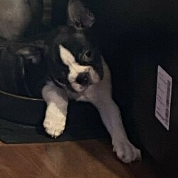 Lucky Last Boston Terrier Puppy Available Now/Boston Terrier//Younger Than Six Months,We have 1 male pup still available nicknamed Pizzly. This beautiful little baby is strictly an inside dog and ready for his forever home now. This breed needs a lot of human interaction and lots of time spent with them.This gorgeous guy has a fantastic personality and is very smart. He is a very happy puppy who loves to play but also loves to sit on the couch and chill.This beautiful baby is being raised in the family home and is receiving lots of love and cuddles. He has been vet checked, wormed and microchipped. Both parents have been DNA tested and are true Boston Terriers. DNA results can be viewed on request.BRN - BTQLD198380RPBA - 4935For more information contactJonie ******9784 REVEAL_DETAILS 