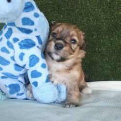 Adopt a dog:Havanese Pedigree Puppies/Havanese//Younger Than Six Months,If you are reading this then there are puppies available.Puppy will be ready to go from early February 2022 at 9 weeks of age.I cannot send to WA, NT or TAS as I will not fly my puppies.Are you looking for a pup to join your family; a pup that is very smart, easy to train, loves people and other animals, looks glorious and will keep you totally entertained? The Havanese breed is exactly what you are seeking. They are pure bred registered puppies, are raised in the house then into their own dedicated puppy yard filled with toys and stimulating things to do. They are kept with their Mum and are well socialised with many different animals and lots of human contact. The Havanese are low-shedding and non-allergenic so many people with alergies cope well with the breedPuppy's come with pedigree papers, microchipped, two vaccinations and vet wellness reports, 6 weeks insurance and forever breeder support.Before considering a x oodle breed, have a look at the Havanese knowing you are getting many generations of healthy, well cared for dogs with a full history.Breeder - MDBA - 11118Please view website for lots more information www.kerrishavanese.com - then click on the link on the Puppies page to complete the Questionnaire.If responding from Gumtree site please do not just forward their standard reply. Provide me with some information on why you are seeking a Havanese and some information on your environment and family and your email contact. One line responses will be ignored.Note the images are of previous litters and are not the available puppies.