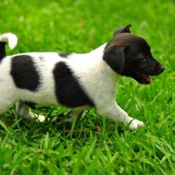 Adopt a dog:Jack Russell/Jack Russell Terrier//Younger Than Six Months,Jack Russel cross Fox Terrier $1,5001 Girls 1 Boy left black and white8 weeks old wormed, vaccinated, microchipped and ready to goBeautiful natured dog