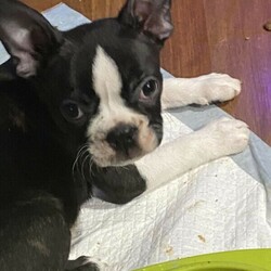 Lucky Last Boston Terrier Puppy Available Now/Boston Terrier//Younger Than Six Months,We have 1 male pup still available nicknamed Pizzly. This beautiful little baby is strictly an inside dog and ready for his forever home now. This breed needs a lot of human interaction and lots of time spent with them.This gorgeous guy has a fantastic personality and is very smart. He is a very happy puppy who loves to play but also loves to sit on the couch and chill.This beautiful baby is being raised in the family home and is receiving lots of love and cuddles. He has been vet checked, wormed and microchipped. Both parents have been DNA tested and are true Boston Terriers. DNA results can be viewed on request.BRN - BTQLD198380RPBA - 4935For more information contactJonie ******9784 REVEAL_DETAILS 