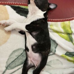 Lucky Last Boston Terrier Puppy Available Now/Boston Terrier//Younger Than Six Months,We have 1 male pup still available nicknamed Pizzly. This beautiful little baby is strictly an inside dog and ready for his forever home now. This breed needs a lot of human interaction and lots of time spent with them.This gorgeous guy has a fantastic personality and is very smart. He is a very happy puppy who loves to play but also loves to sit on the couch and chill.This beautiful baby is being raised in the family home and is receiving lots of love and cuddles. He has been vet checked, wormed and microchipped. Both parents have been DNA tested and are true Boston Terriers. DNA results can be viewed on request.BRN - BTQLD198380RPBA - 4935For more information contactJonie ******9784 REVEAL_DETAILS 