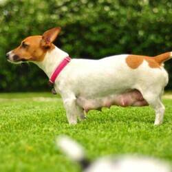 Adopt a dog:Jack Russell/Jack Russell Terrier//Younger Than Six Months,Jack Russel cross Fox Terrier $1,5001 Girls 1 Boy left black and white8 weeks old wormed, vaccinated, microchipped and ready to goBeautiful natured dog