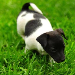 Adopt a dog:Jack Russell/Jack Russell Terrier//Younger Than Six Months,Jack Russel cross Fox Terrier $1,5001 Girls 1 Boy left black and white8 weeks old wormed, vaccinated, microchipped and ready to goBeautiful natured dog