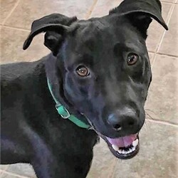 Adopt a dog:Tango Roscoe Searcy/Labrador Retriever/Male/Adult,Adoptable in: MA, RI, NH, CT, and VT

Good with dogs: Yes, with proper intros
Good with cats: Unknown
Good with kids: Unknown
Crate trained: Working on it
House trained: Yes

Tango is a very shy but happy boy. He can be timid in new situations but loves any type of attention, and his tail is always wagging. If there is room on the couch, he asks for permission to jump up and then cuddles right into you.

He has quietly crated in short amounts during the daytime but will bark and not settle when crated at night. He prefers a dog bed or blanket in the bedroom with his humans instead. He also does great with gates if outside the crate, with no chewing or accidents. He loves to give kisses! Tango is house trained and when he needs to go out during the day, he will politely ask.

He would benefit from a single-family home who will give him lots of attention and stay active with him. Tango is looking for either an adult only home or one with kids 16+ after struggling with young children in his prior home. He craves love and a 'good boy' as he is so eager to please. He will be a wonderful companion! 

Please Note: All dogs are posted until they are officially adopted. This dog may have other interested adopters in line. If you are interested in adopting, please fill out an application on our website at www.lasthopek9.org.