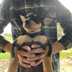 Purebred Kelpie Puppies/Australian Kelpie//Younger Than Six Months,Just three gorgeous purebred Kelpie puppies left!!Progeny of a deliberate joining between our Hawkesbury Kelpie stud bred Belle ( gentle, great yard dog) and our stock agents working dog.All microchipped, vaccinated and wormed. Two boys and a girl.Genuine working homes only please.