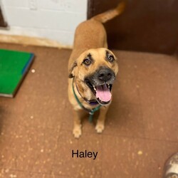 Adopt a dog:Haley/Black Mouth Cur/Female/Adult,Name: Haley (Female)
Breed: Shepherd Mix
Adoptable in: MA, RI, NH, CT, and VT

Good with dogs: Yes
Good with cats: Unknown
Good with kids: Yes
Crate trained: Mostly
House trained: Yes

Haley is a gentle giant who just wants a companion to call her own. She is still under the impression that she is small enough to be a lap dog, and that is where she likes to spend most of her time!

Haley would love any home where she can get plenty of attention and cuddle time. She will walk around with other pups and sometimes she will run with them, but she prefers to be with her humans. Haley is gentle and easy with kids of all ages. She takes a minute to settle in her crate, but she is fully house trained. She walks great on leash.

Haley is a loving dog who will make a wonderful companion for a very lucky family. She has a lot of love to give.


Please Note: All dogs currently available for adoption are posted on our website. If you cannot find a particular dog on our website, he/she may be on a temporary foster hold. All dogs are otherwise posted until they are officially adopted. This dog may have other interested adopters in line. If you are interested in adopting, please fill out an application.