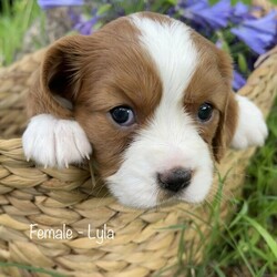 Adopt a dog:Beaglier puppies ready for their forever homes 18/01/2022/King Charles Spaniel//Younger Than Six Months,Beautiful Beaglier (Beagle cross Cavalier King Charles Spaniel) puppy born 23/11/2021.There are 5 female pups and 1 male available:Lenny: SOLDLuna: SOLDLexi: AvailableLyla: AvailableLottie: AvailableLucy: AvailableAll pups come vet checked, microchipped and vaccinated (1st vaccination only).Mum, Nala is 1/4 Cavalier, 3/4 Beagle and is extremely affectionate and cuddly, loving nothing more than to be by your side or even better on your lap. If she isn’t able to snuggle one of her humans she can be found snuggling with her best friend and father of her pups, Chillie.Dad, Chillie, is 1/4 Beagle, 3/4 Cavalier and is a loyal, loving, intelligent and very social little man who can barely contain his excitement when he hears the words “dog park”. Chillie loves nothing more than frolicking in the grass with new friends.These pups are all very playful and cuddly with beautiful temperaments. They are very affectionate and love to bestow lots of puppy kisses to anyone who will accept the gesture.Prospective owners are very welcome to come and meet the pups in person to see whether their temperament and nature fits with your pet needs.Please contact Ben on ******** 721 you would like more information, more photos or to organise a visit. REVEAL_DETAILS Pups are located in Eastwood NSW 2122RPBA #9241Individual microchip numbers will be provided after 13/01/2022 when the pups are able to be vaccinated and microchipped.For more photos of puppies and their parents go to https://www.instagram.com/beaglierpups/