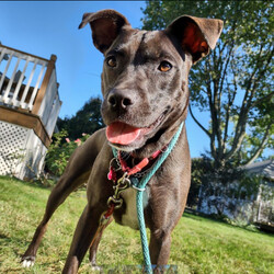 Adopt a dog:Santini/Pit Bull Terrier/Female/Adult,Adoptable in: MA, RI, NH, CT, and VT

Good with dogs: Yes
Good with cats: No
Good with kids: No
Crate trained: Working on it
House trained: Yes

Santini is sweet, cuddly, clear communicator. She is very gentle when taking treats and has a great disposition. She is house broken, enjoys car rides, and tug of war!

Santini would do best in a home without small dogs, cats, or children under 16. She would benefit from an experienced dog owner who is consistent with practicing good manners and structure because this girl wants to be the queen of the house.

Santini would love a home with a fully fenced yard with a fence of 5 feet or higher so she can run around. She can jump almost 4 feet high and can still acts like a puppy with lots of energy. Santini would love an adopter who will teach her more commands, work with her on her training, and fit her into their active routine.

Please Note: All dogs are posted until they are officially adopted. This dog may have other interested adopters in line. If you are interested in adopting, please fill out an application on our website at www.lasthopek9.org.