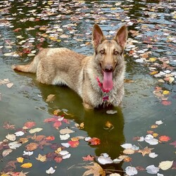 Adopt a dog:Kimber/German Shepherd Dog/Female/Adult,Adoptable in: MA, RI, NH, CT, and VT

Good with dogs: Yes
Good with cats: Unknown
Good with kids: Unknown, likely yes
Crate trained: Yes
House trained: Yes

Kimber is a wonderful dog who will make a great companion! She has the traits of a typical German Shepherd, such as high toy drive, high energy, and a tendency to stick to her humans like velcro!

Kimber would love a home with other playful dogs and a large yard to run around in. She needs a lot of playtime and a proper outlet for her energy. When Kimber gets nervous she might show mild signs of aggression, but this is solved as soon as she calms down. She plays well with dogs of all sizes, and she is fully crate and house trained.

Kimber is a lovely pup who will make a wonderful addition to a very lucky family. She brings fun wherever she goes!

Please Note: All dogs currently available for adoption are posted on our website. If you cannot find a particular dog on our website, he/she may be on a temporary foster hold. All dogs are otherwise posted until they are officially adopted. This dog may have other interested adopters in line. If you are interested in adopting, please fill out an application.