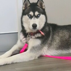 3yr old, desexed female husky/Siberian Husky//Older Than Six Months,An extremely regretful sale. I can't keep my baby girl "Malia" anymore. She needs to go to a GOOD home that either has a male dog or no animals. She's good with kids, she loves playing with them. She's a kind girl to people, I take her to the nursing home I work in. Not suited for farm life. Please message me if you are interested. That's isn't her price 