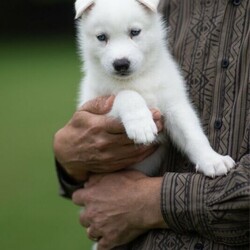 (PEDIGREED) ICE WHITE SIBERIAN HUSKY PUPPYS/Siberian Husky//Younger Than Six Months,For this season , Husky Dynasty presents an exotic ice white litter consisting of 2 males and 4 females all exhibiting steady and positive growth.Puppies come with DNA PAPERWORK, PEDIGREE PAPERWORK(mdba), worming, weaning, microchipping, vaccinations, vet checking. Pupps are also registered on the pet registry, socialised and water ready before leaving our care.Puppies also come: