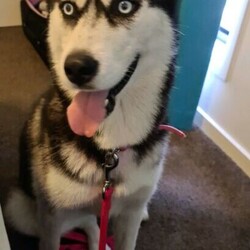 3yr old, desexed female husky/Siberian Husky//Older Than Six Months,An extremely regretful sale. I can't keep my baby girl "Malia" anymore. She needs to go to a GOOD home that either has a male dog or no animals. She's good with kids, she loves playing with them. She's a kind girl to people, I take her to the nursing home I work in. Not suited for farm life. Please message me if you are interested. That's isn't her price 