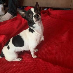 Adopt a dog:Itsy Bitsy/Chihuahua/Female/Young,Meet Itsy Bitsy!  She is a 3 year old female Chihuahua and weighs 7 lbs.  She is very much a Chihuahua, she likes to be an ankle biter.  Itsy Bitsy is very protective,  She needs a woman who will over her and spoil her.  Itsy Bitsy has been fully vetted and is waiting for her new home.
