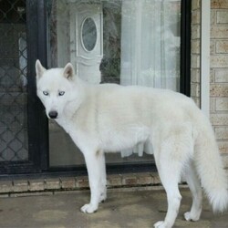 (PEDIGREED) ICE WHITE SIBERIAN HUSKY PUPPYS/Siberian Husky//Younger Than Six Months,For this season , Husky Dynasty presents an exotic ice white litter consisting of 2 males and 4 females all exhibiting steady and positive growth.Puppies come with DNA PAPERWORK, PEDIGREE PAPERWORK(mdba), worming, weaning, microchipping, vaccinations, vet checking. Pupps are also registered on the pet registry, socialised and water ready before leaving our care.Puppies also come: