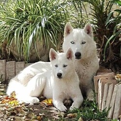 (PEDIGREED) ICE WHITE SIBERIAN HUSKY PUPPYS/Siberian Husky//Younger Than Six Months,For this season , Husky Dynasty presents an exotic ice white litter consisting of 2 males and 4 females all exhibiting steady and positive growth.Puppies come with DNA PAPERWORK, PEDIGREE PAPERWORK(mdba), worming, weaning, microchipping, vaccinations, vet checking. Pupps are also registered on the pet registry, socialised and water ready before leaving our care.Puppies also come: