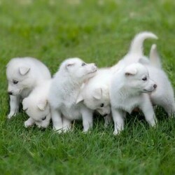 (PEDIGREED) ICE WHITE SIBERIAN HUSKY PUPPYS/Siberian Husky//Younger Than Six Months,For this season , Husky Dynasty presents an exotic ice white litter consisting of 2 males and 4 females all exhibiting steady and positive growth.Puppies come with DNA PAPERWORK, PEDIGREE PAPERWORK(mdba), worming, weaning, microchipping, vaccinations, vet checking. Pupps are also registered on the pet registry, socialised and water ready before leaving our care.Puppies also come: