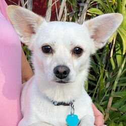 Adopt a dog:Lefty/Chihuahua/Male/Young,Lefty is such a perfect little dog.  He would make a great sidekick and loving companion.